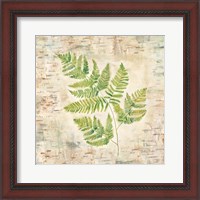 Framed 'Birch Bark Ferns II' border=