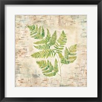 Framed 'Birch Bark Ferns II' border=