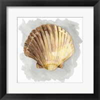 Shells on Grey V Framed Print