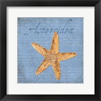 Framed 'Oceanum Shells Blue VI' border=