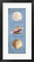 Oceanum Shell Panel Blue I Framed Print