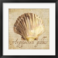 Oceanum Shells Beige V Framed Print