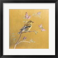 Female Goldfinch on Gold Framed Print
