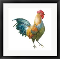 Noble Rooster III on White Framed Print