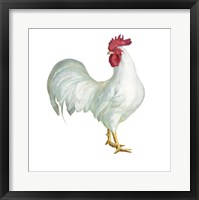 Noble Rooster I on White Framed Print