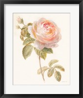 Garden Rose Framed Print