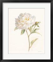 Garden Peony Framed Print