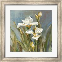 Framed 'Spring Iris II' border=