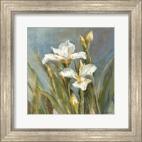 Framed 'Spring Iris II' border=