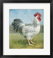 Noble Rooster IV v.2 Vintage No Border Framed Print