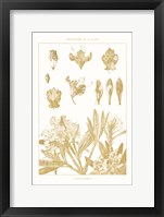 Framed Golden Rhododendron on White