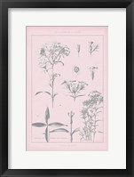 Framed Rose Quartz Phlox