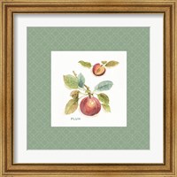 Framed 'Orchard Bloom IV Border' border=