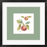Orchard Bloom IV Border Framed Print
