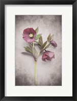 Framed Vintage Hellebore Study V