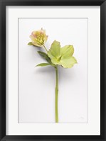 Framed Hellebore Study II