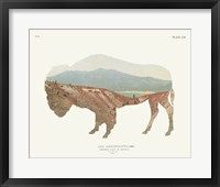 American Southwest Buffalo Framed Print