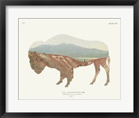 Framed 'American Southwest Buffalo' border=