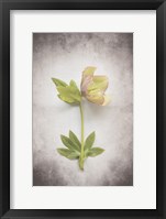 Framed Vintage Hellebore Study III