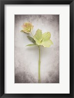 Framed Vintage Hellebore Study II