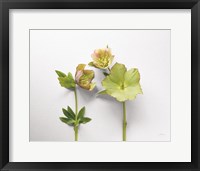 Framed Hellebore Study IV