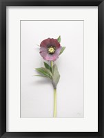 Framed Hellebore Study VI