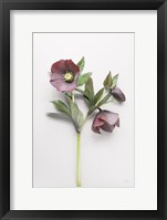 Hellebore Study V Framed Print