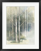 Birch Grove II Framed Print