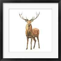 Natural Majesty II Framed Print