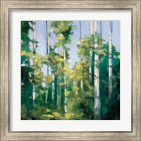 Framed 'Birches' border=