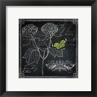 Framed 'Chalkboard Botanical I' border=