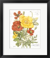 August Poppy on White Framed Print