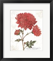 November Mum on White Framed Print