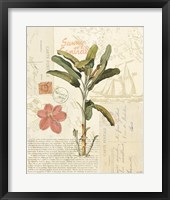 Floridian III Framed Print