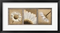 Daisy Trio Framed Print