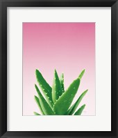Succulent Simplicity V Pink Ombre Crop Framed Print