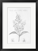 Botany Book XI Framed Print