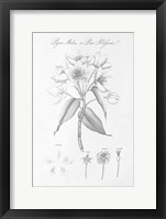 Botany Book VIII Framed Print