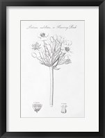 Botany Book VII Framed Print