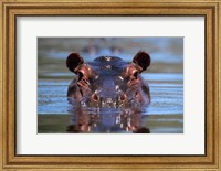 Framed Hippopotamus Amphibius Peering Out From Water