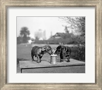Framed 1890S Two Dachshund Puppies