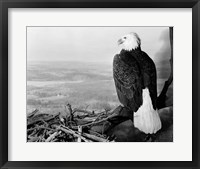 Framed Museum Setting View Of Bald Eagle