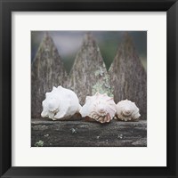 Framed Beach Treasures