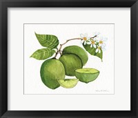 Framed Citrus Garden IV