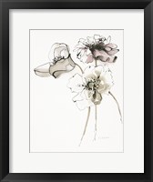 Framed Three Somniferums Poppies Neutral