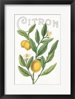 Classic Citrus V v2 Framed Print