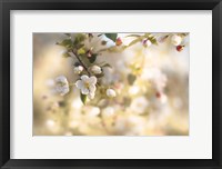 Framed Blush Blossoms I Pastel