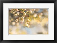 Framed Blush Blossoms II Pastel