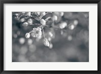 Framed Blush Blossoms II BW