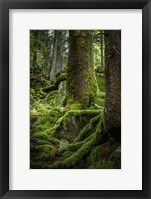 Framed Ancient Forest